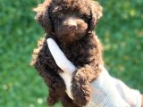 Çikolata Sevimli Toy Poodle Bebekler
