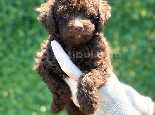 Çikolata Sevimli Toy Poodle Bebekler görsel