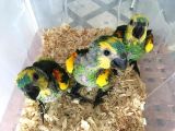 Bebek Amazon Yeşil Papağanlar