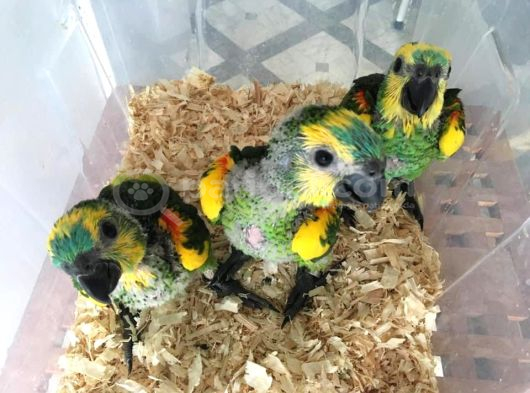 Bebek Amazon Yeşil Papağanlar görsel