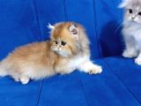 Irkının En Güzelleri British Longhair Gold Ve Blue Gold