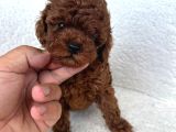 IRKININ EN MÜKEMMELİ KORE KAN TOY POODLE YAVRULARIMIZ