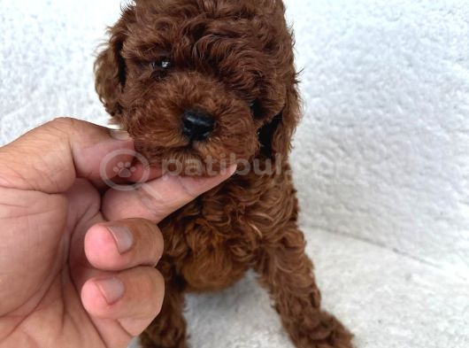 IRKININ EN MÜKEMMELİ KORE KAN TOY POODLE YAVRULARIMIZ