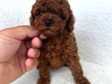 Irkinin En Mükemmeli̇ Kore Kan Toy Poodle Yavrularimiz