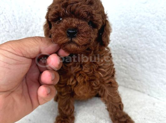 Irkinin En Mükemmeli̇ Kore Kan Toy Poodle Yavrularimiz görsel