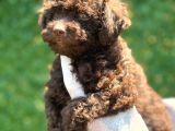 Çikolata Sevimli Toy Poodle Bebekler