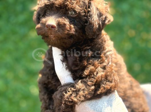Çikolata Sevimli Toy Poodle Bebekler görsel