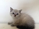 Pamuk Tüylü Scottish Fold Ve Brittish Yavrularımız İstanbul