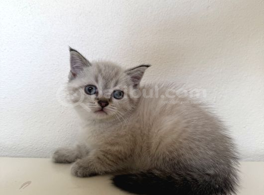 Pamuk Tüylü Scottish Fold Ve Brittish Yavrularımız İstanbul görsel