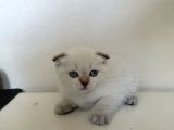 Pamuk Tüylü Scottish Fold Ve Brittish Yavrularımız İstanbul