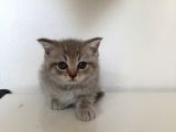 Pamuk Tüylü Scottish Fold Ve Brittish Yavrularımız İstanbul