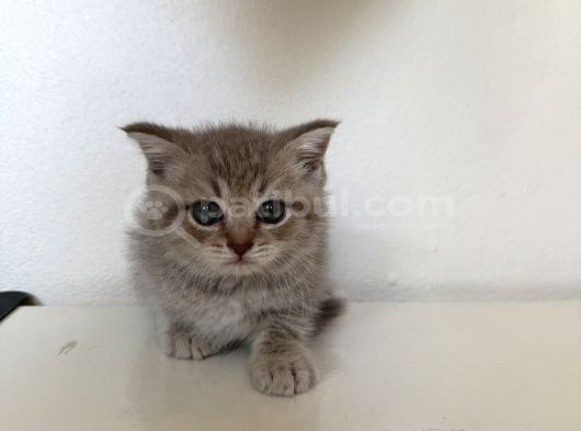Pamuk Tüylü Scottish Fold Ve Brittish Yavrularımız İstanbul görsel
