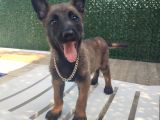 Malinois Yavrularım Sağlık Ve Irk Garan