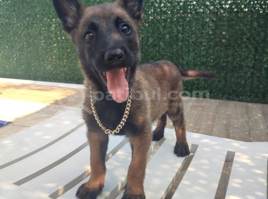 Malinois Yavrularım Sağlık Ve Irk Garan görsel