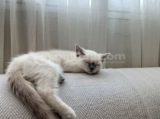 Safkan Erkek Yavruma Yuva Arıyorum İzmir