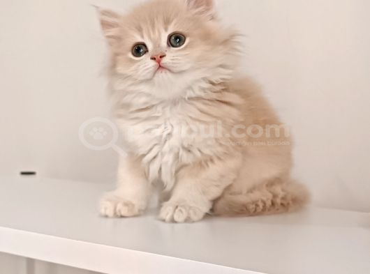 Özel Rengi̇yle Safkan Bri̇ti̇sh Longhai̇r Çi̇kolata Golden Di̇şi̇ görsel