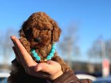 Çiçeksi Toy poodle yavrular