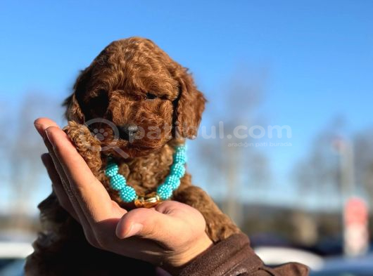 Çiçeksi Toy Poodle Yavrular