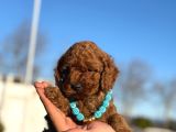 Çiçeksi Toy Poodle Yavrular