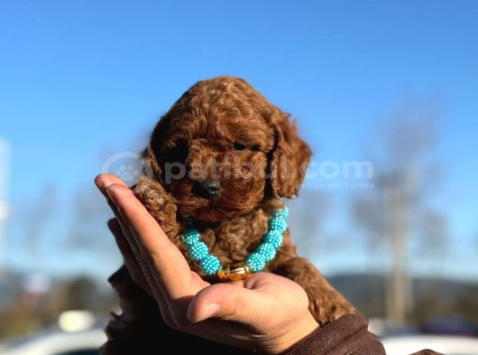 Çiçeksi Toy Poodle Yavrular görsel