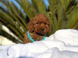 Çiçeksi Toy Poodle Yavrular