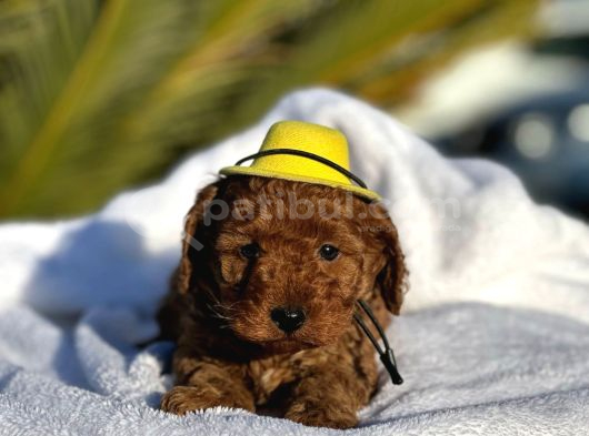 Çiçeksi Toy Poodle Yavrular görsel