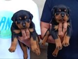 Rotweiler yavrular