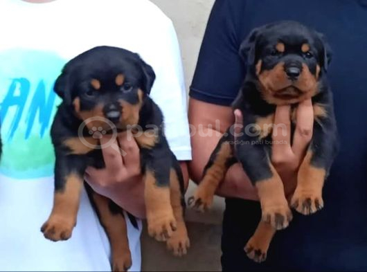 Rotweiler Yavrular