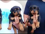 Rotweiler Yavrular