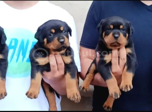 Rotweiler Yavrular görsel