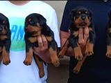 Rotweiler Yavrular
