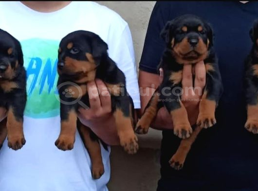 Rotweiler Yavrular görsel
