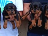 Rotweiler Yavrular