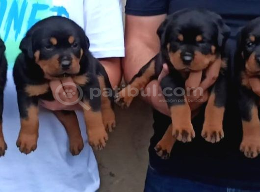 Rotweiler Yavrular görsel
