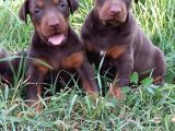 Aslan Gibi King doberman Yavrular