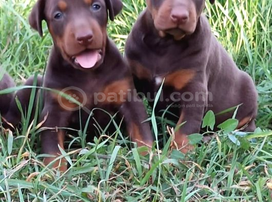 Aslan Gibi King Doberman Yavrular
