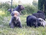 Dev Gibi Efso Cane Corso İtaliano Yavrular