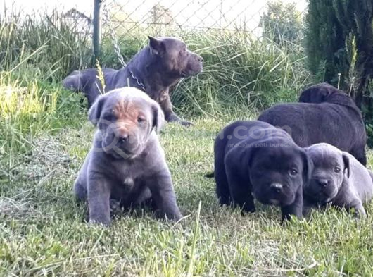 Dev Gibi Efso Cane Corso İtaliano Yavrular görsel