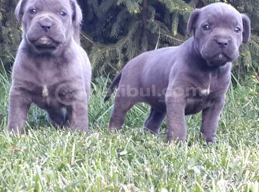 Dev Gibi Efso Cane Corso İtaliano Yavrular