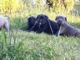Dev Gibi Efso Cane Corso İtaliano Yavrular