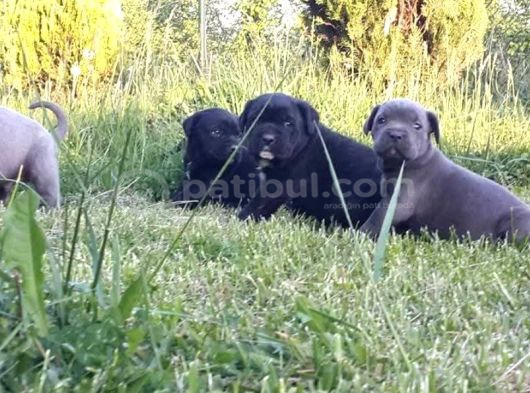 Dev Gibi Efso Cane Corso İtaliano Yavrular görsel