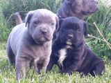 Dev Gibi Efso Cane Corso İtaliano Yavrular