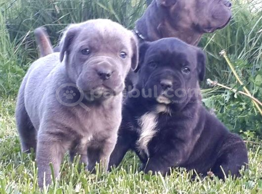 Dev Gibi Efso Cane Corso İtaliano Yavrular görsel