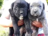Dev Gibi Efso Cane Corso İtaliano Yavrular