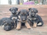 Düşük Bel K9 Alman Çoban Yavrular Show Kalite
