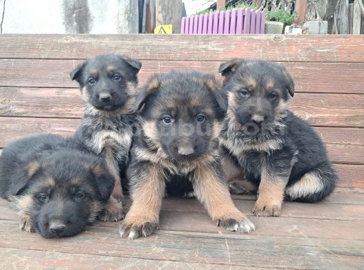 Düşük Bel K9 Alman Çoban Yavrular Show Kalite görsel