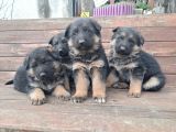Düşük Bel K9 Alman Çoban Yavrular Show Kalite