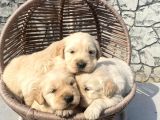 Baby Face Golden Retriever