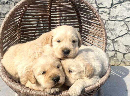 Baby Face Golden Retriever görsel