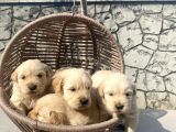 Baby face golden retriever